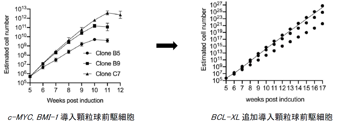 図1：BCL-XL追加導入後の増殖曲線