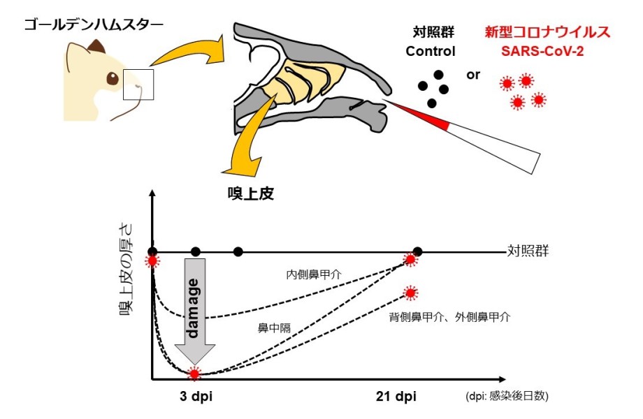 アビガン 保険 適用