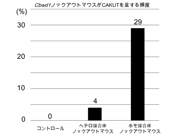 Cbwd1ノックアプトマウスがCAKUTを呈する頻度