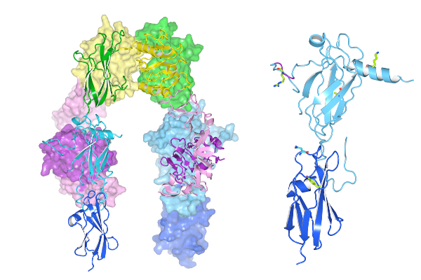 インスリン様成長因子-1受容体における蛋白質構造解析