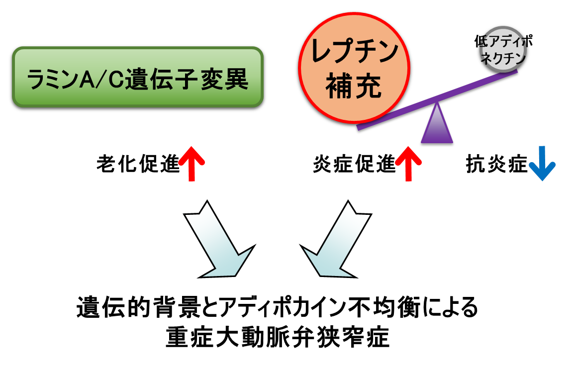 図：本症例において重症大動脈弁狭窄症を発症した機序に関する仮説