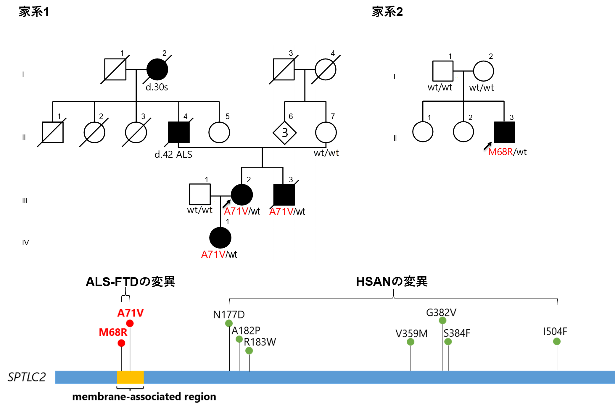 図1：若年発症のALSの2家系に検出されたSPTLC2遺伝子の変異とその部位