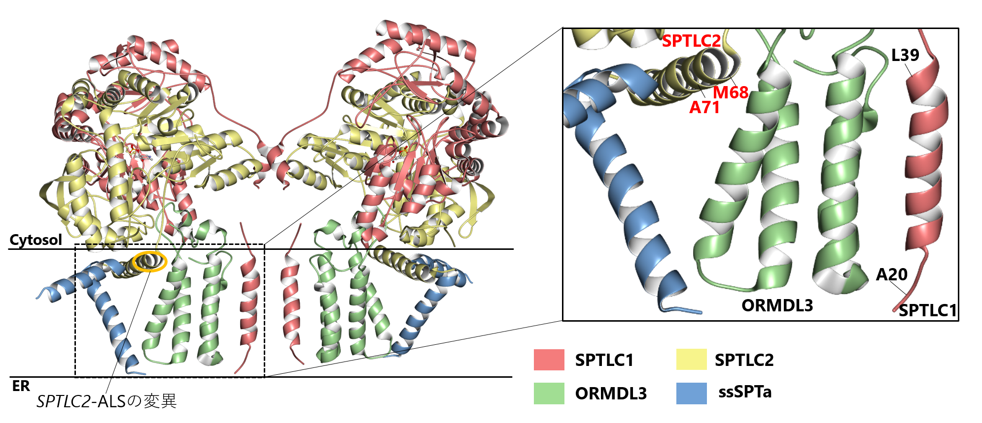 図2：Cryo-EMに基づくSPT複合体の構造解析