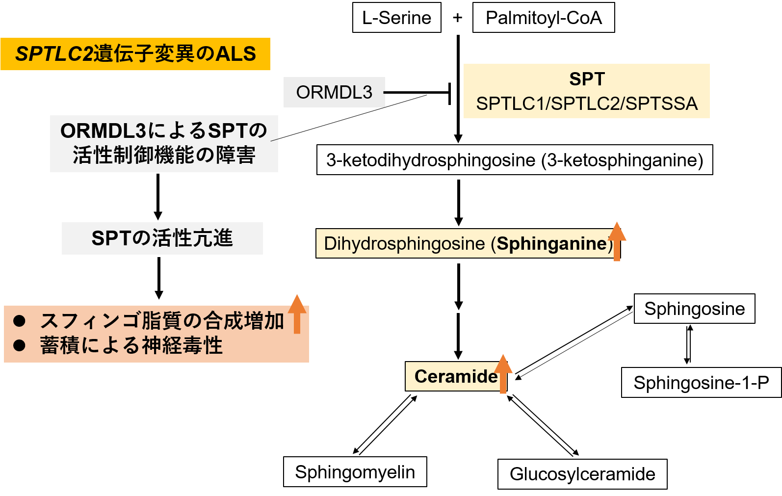 図3：スフィンゴ脂質のde novo合成経路