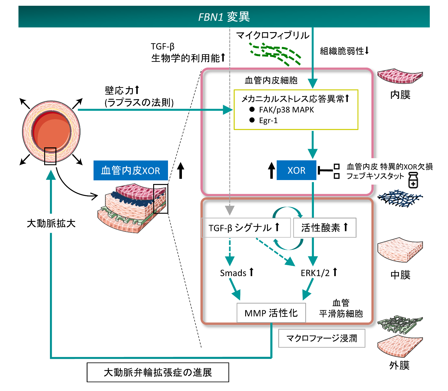 図：研究成果のまとめ
