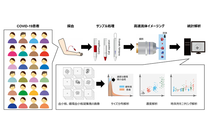 血小板で新型コロナの重症化リスクを予測