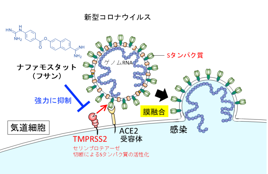 新型コロナウイルス感染症の抗ウイルス薬開発