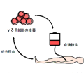 自己リンパ球（γδＴ細胞）を用いた先進医療です